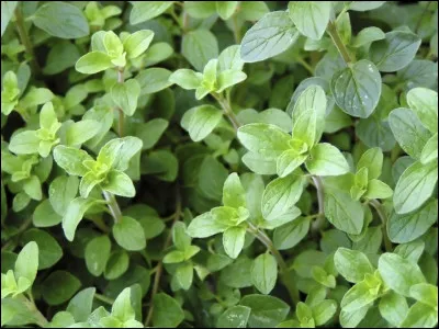 Quelle est cette plante médicinale ?