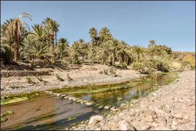 Qu'est-ce qu'une oasis ?