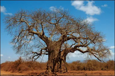 Quel est l'arbre le plus connu d'Afrique ?