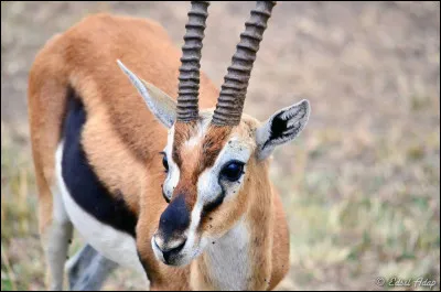 On trouve des gazelles en Afrique.