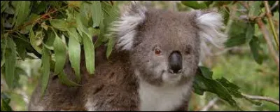 Animaux : Combien de temps par jour dort un koala ?