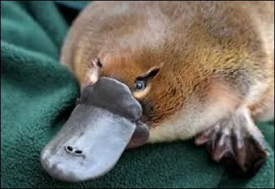 Langue française : Quel animal endémique de l'est de l'Australie et de la Tasmanie a un bec de canard, des pattes palmées et une queue de castor ?