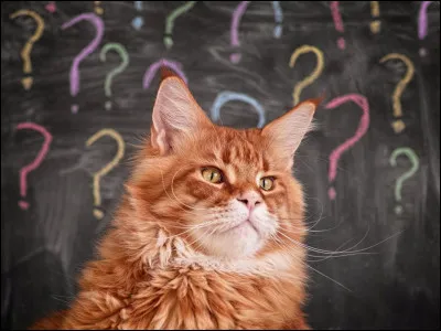 &Agrave; quoi servent les moustaches ?