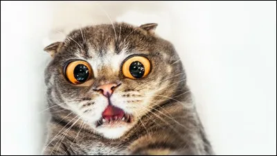 Lorsque un chat a les oreilles en arri&egrave;re &ccedil;a signifie que :