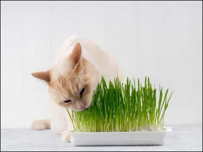 Un chat mange de l'herbe pour :
