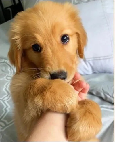 Quel serait ton animal de compagnie ?