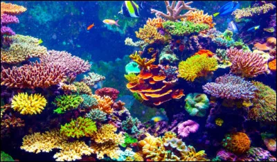 Dans quel pays se trouve la barrière de corail, le plus grand système de récifs coralliens du monde ?