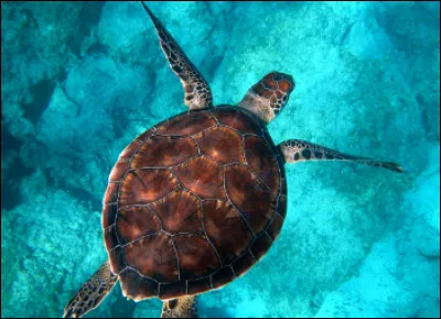 Quelle(s) est/sont la/les principale(s) menace(s) pour les tortues marines ?