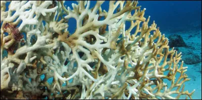 Quelle est la principale cause du blanchissement des coraux, un phénomène qui menace les récifs coralliens ?