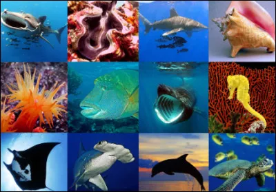 Quelle est la créature marine la plus grande ?