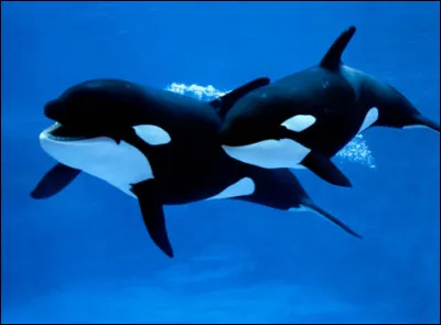 Dans quel film un jeune garçon se lie-t-il d'amitié avec une orque ?