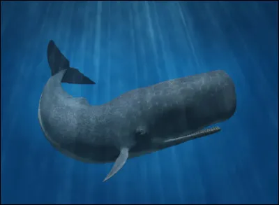 Quel livre raconte l'histoire d'un capitaine de navire qui voue sa vie à la chasse au cachalot ?