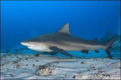 Dans quel film une équipe de scientifiques part-elle à la recherche d'un requin préhistorique ?