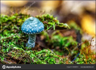 Qui vit dans un champignon ?