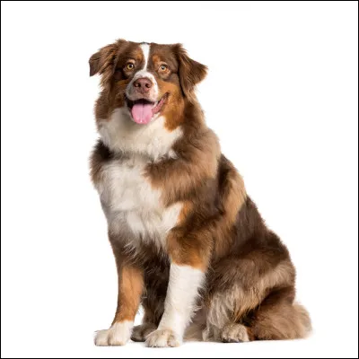 Il y a un petit piège. Je suis un...