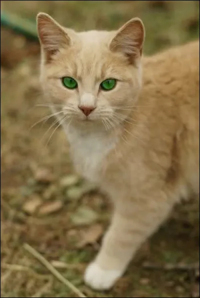 Quelle femelle méprise Nuage de Feu ?
