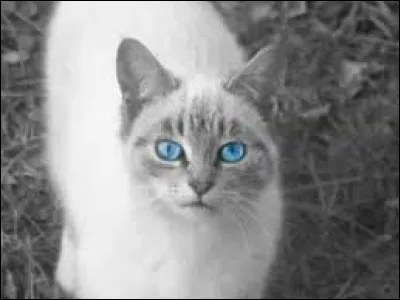 Qui est Fleur de Saule ?