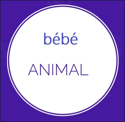 Le bébé de quel animal est dénommé ''joey'' ?