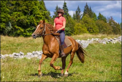 Tu veux un cheval pour :