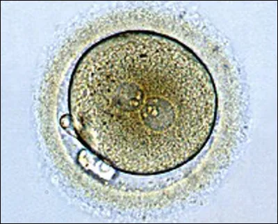 Quelle est cette cellule en Z, résultat de la réunion de 2 gamètes par fécondation ?