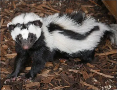 Quel est ce petit mammifère carnassier en Z qui vit dans les desserts d'Afrique ?