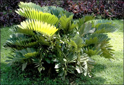 Quelle est cette plante en Z de la famille des zamiacées, originaire du Mexique qui ressemble à la fois à un palmier et à une fougère ?