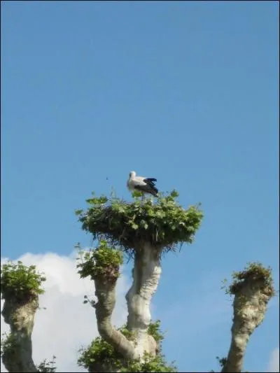 Quel oiseau est le symbole de Strasbourg ?
