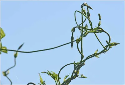C'est une plante sauvage, sa particularité est qu'elle est comestible, à quelle boisson allez-vous l'associer ?