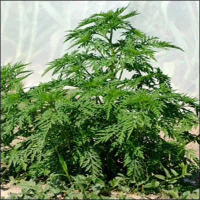 Quelle plante invasive et fortement allergène, apparue en France dans la vallée du Rhône, est combattue par un Observatoire créé en 2011 ?