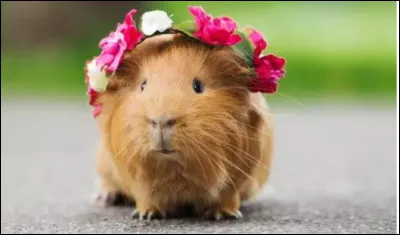 Quel est lanimal de compagnie dInoxtag ?