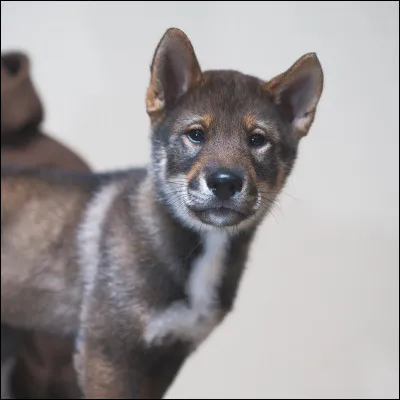 Comment sappelle lanimal dInoxtag ?