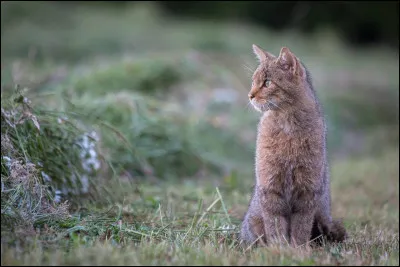 Parmi ces yeux, lesquelles préfères-tu ?