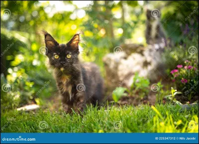 Si tu avais un chat ou un chaton, le laisserais-tu sortir ?