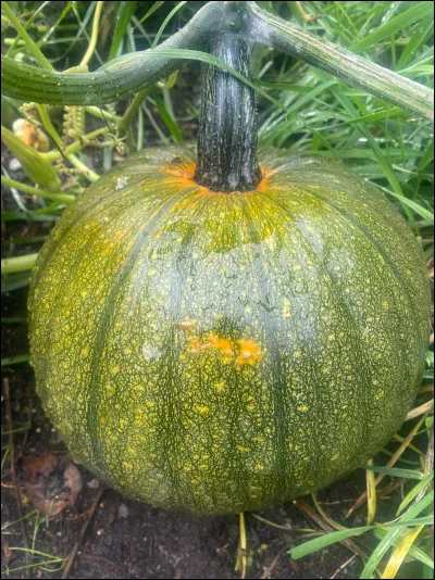 Et la citrouille est-elle un fruit ou un légume ?