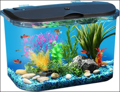 Quel est ce contenant, un réservoir aux parois en verre dans lequel on entretien des plantes et des animaux aquatiques ?