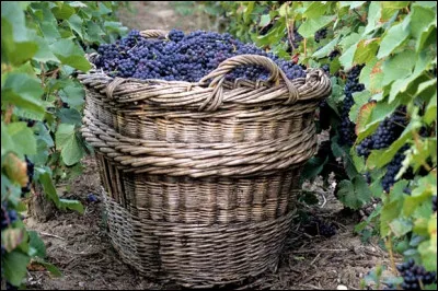 Quel est ce contenant, un grand panier en osier servant au transport du raisin dans les vignes ?