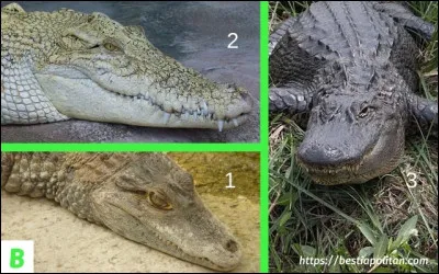 Laquelle de ces images montre un crocodile ?