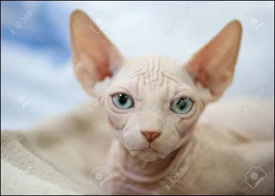 Elle a des beaux yeux, ça c'est sûr, cette fille, comme la belle marquise dans Le bourgeois gentilhomme...