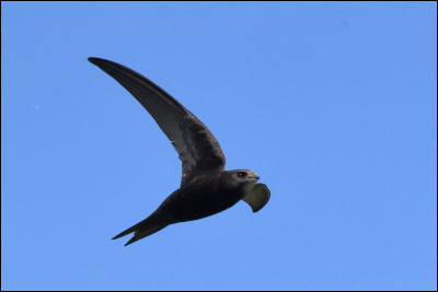 Quel est cet oiseau ?