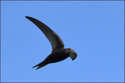 Quel est cet oiseau ?