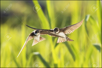 Quels sont ces oiseaux ?