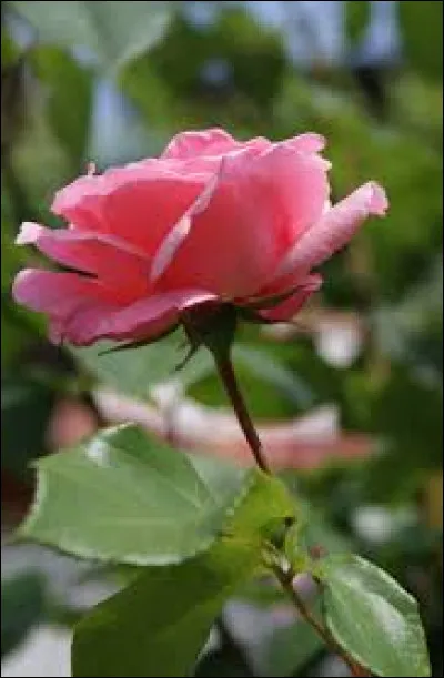 Quand fête-t-on la fête des Mères en Norvège ?