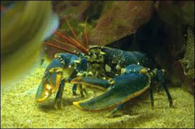 Combien de paires de pattes le homard possède-t-il ?