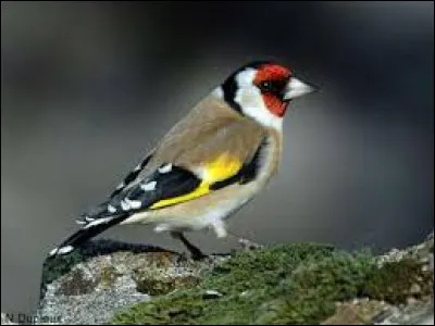 On recherche le prénom d'un célèbre chef cuisinier :