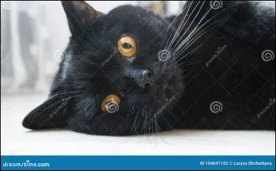 De quelle couleur ce chat est-il ?