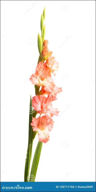 Qui a écrit ''Le Temps des glaïeuls'' ?