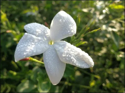 Pour quoi le jasmin est-il particulièrement cultivé ?