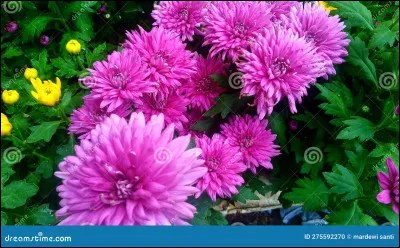 Vous en avez sûrement déjà entendu parler mais savez-vous quelle est l'orthographe correcte de la fleur ci-dessus ?