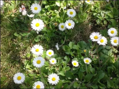 Jadis, où mettait-on une pâquerette afin d'inspirer à des rêves agréables ?