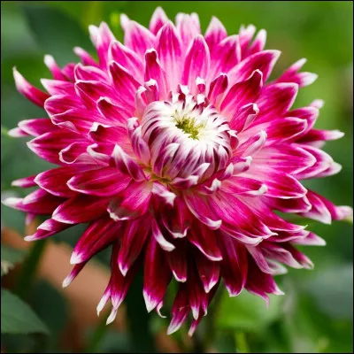 Complétez le titre de ce film : ''Le Dahlia...